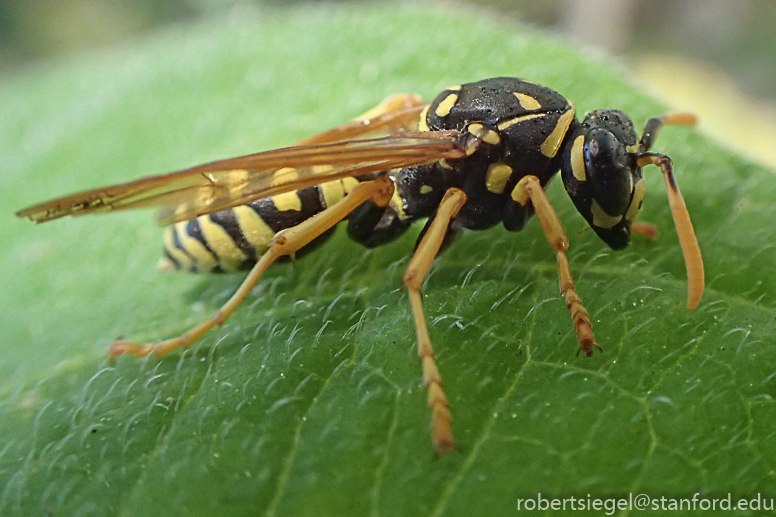 yellow jacket